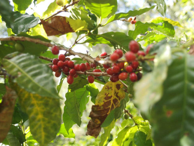 Clear Stream Washed Roasted Coffee Beans Jamaica Blue Mountain No.1 (100g)