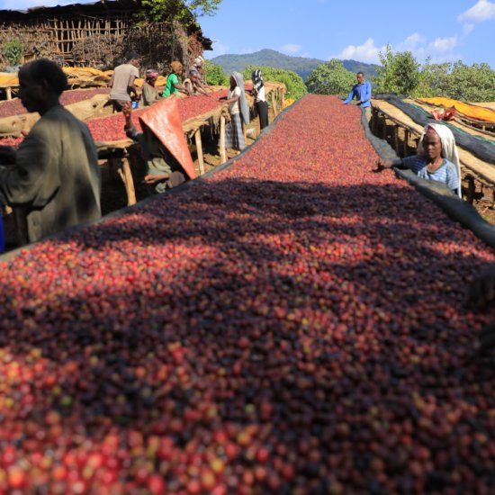 Clean stream water washed roasted coffee beans Ethiopia Yirgacheffe G1 (200g)