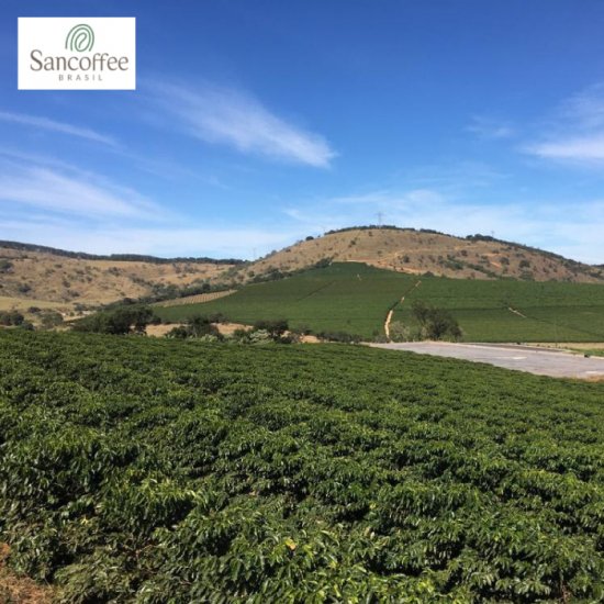 Clear stream water washed roasted coffee beans Brazil Chocola SantoAntonio (100g)