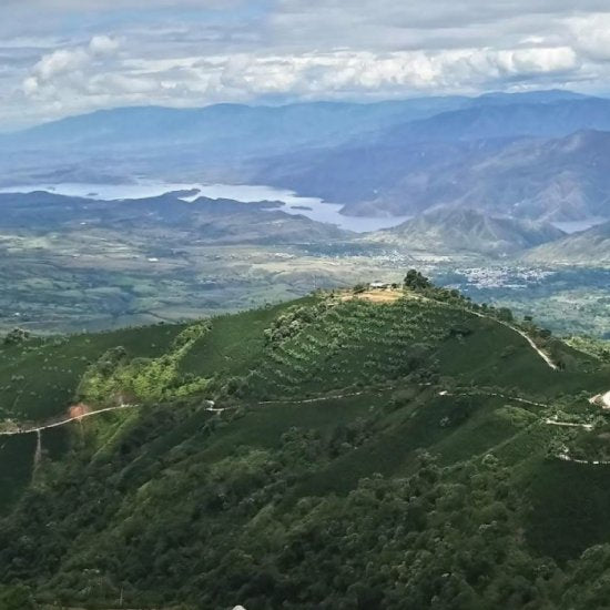清流水洗い焙煎珈琲豆 コロンビア クレオパトラ(100g)Colombia Cleopatra